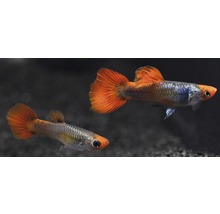 Fisch Koi Guppy - Poecilia reticulata