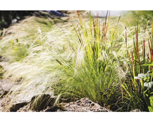 Verschiedene Ziergräser in einem Gartenbeet.
