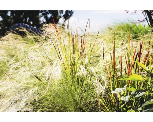 Hohes Gras im Garten.