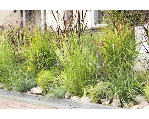 Beet mit verschiedenen Ziergräsern im Garten.