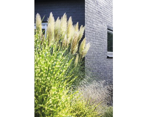 Pampasgras vor einem Gebäude mit Backsteinfassade.