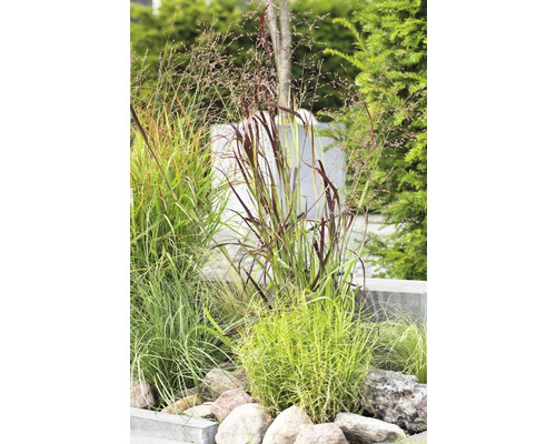 Dekorative Ziergräser mit Steinen im Garten