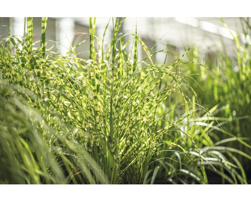 Chinaschilf mit Streifenmuster