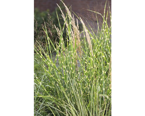 Zebragras mit gestreiften Blättern und Blütenständen