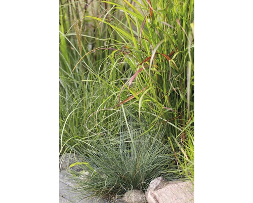 Verschiedene Ziergräser im Gartenbeet