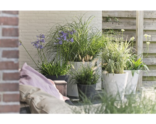Terrasse mit Pflanzgefäßen und verschiedenen Ziergräsern sowie blühenden Pflanzen.