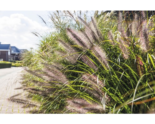 Ziergras entlang eines Weges