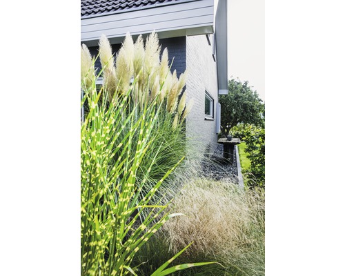 Dekorative Gräser vor einem Wohnhaus