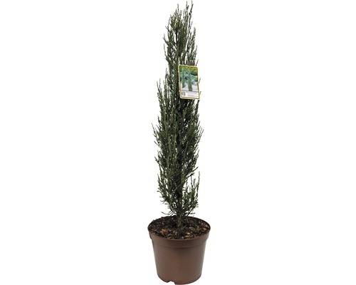 Blauer Raketenwacholder FloraSelf Juniperus scopulorum 'Blue Arrow' H 60-80 cm Co 7,5 L