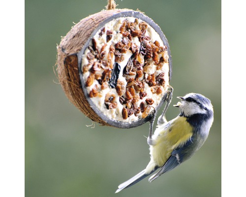 Blaumeise an einem mit Vogelfutter gefüllten Kokosnuss-Futterspender