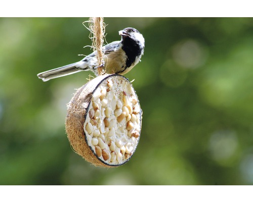 Meise auf einer mit Futter gefüllten Kokosnussschale