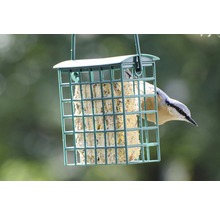 Vogel am Futterhaus mit Meisenknödel