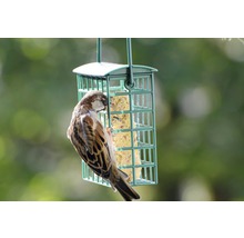 Sperling an einem Futterspender für Gartenvögel