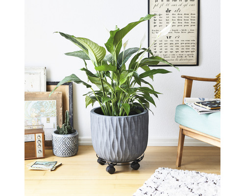 Innenraumansicht mit einem Friedenslilie im Topf auf einem Pflanzenroller.