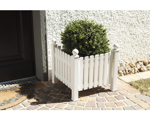 Weißer Pflanzkasten aus Holz mit Buchsbaum vor dem Haus.