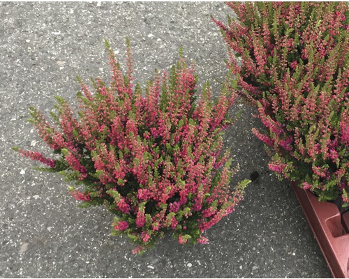 Besenheide, Heidekraut FloraSelf Calluna vulgaris 'Dark Beauty' Ø 11 cm Topf