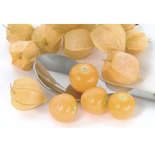 Physalis Früchte mit Hülle auf einem Löffel