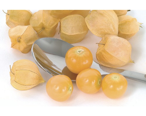 Physalis Früchte mit Hülle auf einem Löffel