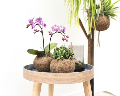 Dekorative Pflanzenarrangements mit Orchideen und Sukkulenten auf einem Beistelltisch