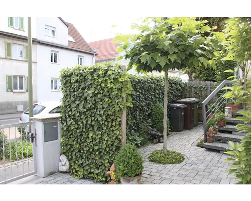 Garten mit Efeubepflanzung, Baum und Pflastersteinen
