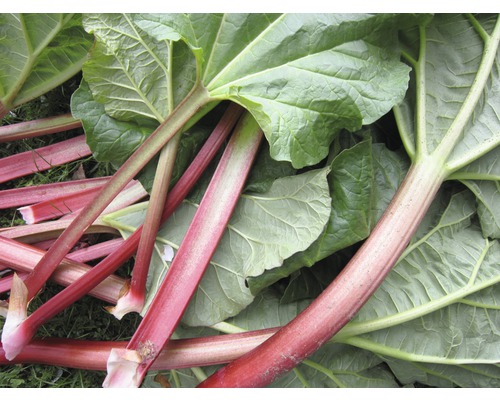 Rhabarberstangen und -blätter