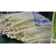 Bündel von weißem Spargel mit Küchentuch