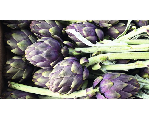 Nahaufnahme von Artischocken mit Stiel