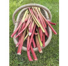 Rhizom Rhabarber 'Holsteiner Blut' rot 1 Stk