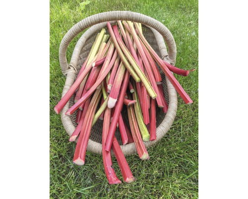Korb gefüllt mit Rhabarberstangen auf einer Wiese