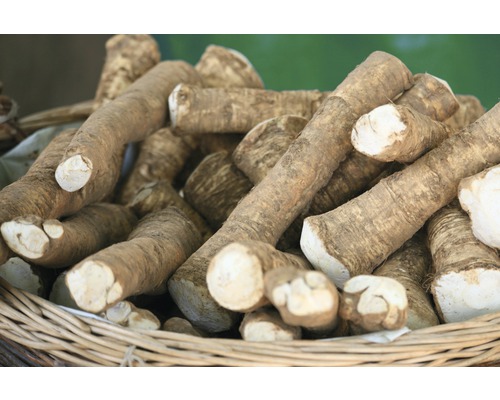 Meerrettichwurzeln in einem Korb