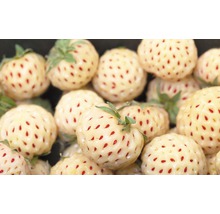 Rhizome Erdbeere 'Pineberry' 2 Stk-thumb-1