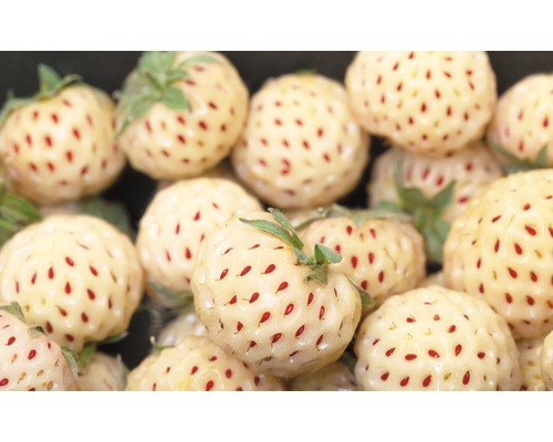 Nahaufnahme von weissen Erdbeeren mit roten Samen.