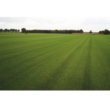 Rollrasen Premium-Rasen Bestellmenge 50 - 99 m² tagesfrisch geschält-thumb-13 Rollrasen Premium-Rasen Bestellmenge 50 - 99 m² tagesfrisch geschält-thumb-13