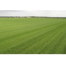 Rollrasen Premium-Rasen Bestellmenge 50 - 99 m² tagesfrisch geschält-thumb-9 Rollrasen Premium-Rasen Bestellmenge 50 - 99 m² tagesfrisch geschält-thumb-9