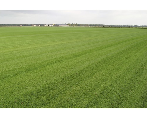 Grünes Feld mit geschnittenem Gras im Außenbereich