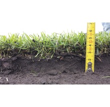 Rollrasen Premium-Rasen Bestellmenge 50 - 99 m² tagesfrisch geschält-thumb-6 Rollrasen Premium-Rasen Bestellmenge 50 - 99 m² tagesfrisch geschält-thumb-6