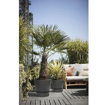 Pflanztopf greenville Kunststoff Ø 40 cm H 36 cm schwarz inkl. Untersetzer