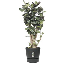 Pflanztopf greenville Kunststoff Ø 40 cm H 36 cm schwarz inkl. Untersetzer