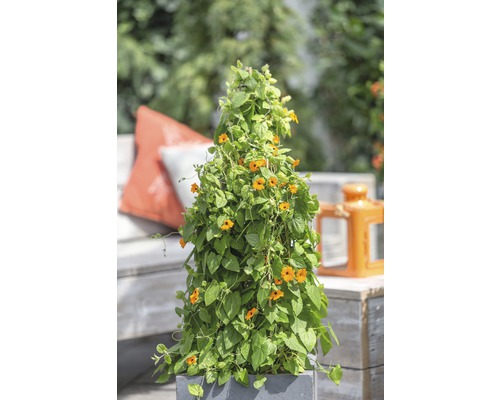 Orange Schwarzäugige Susanne Pyramide FloraSelf Thunbergia alata Gesamthöhe ca. 90 cm Ø 19 cm Topf