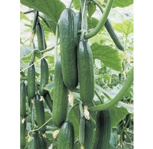 Gurken wachsen an einer Pflanze