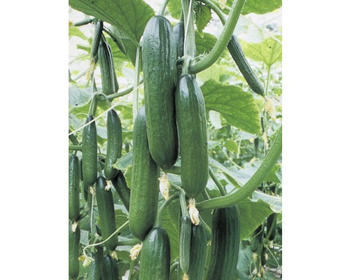 Gurken wachsen an einer Pflanze