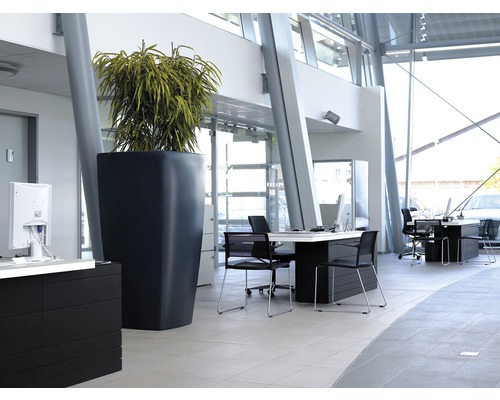 Helles Büro mit Schreibtischen, Bürostühlen und einer hohen Pflanze in einem Pflanzgefäß.