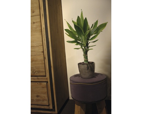 Glücksbambus im Topf auf einem Hocker neben einem Schrank