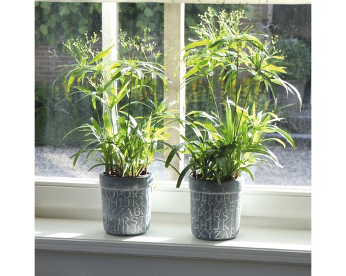 Zwei Zyperngras Pflanzen in Töpfen mit Buchstaben-Design auf einer Fensterbank.