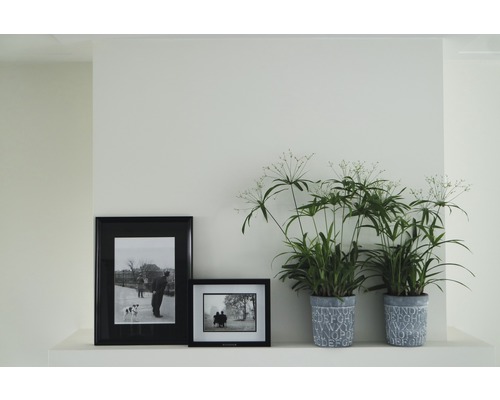 Dekorative Zimmerpflanzen und gerahmte Bilder auf einem Regal