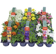 Blühende Beet-und Balkonpflanzen 6-er Pack FloraSelf Portulaca, Tagetes, Lobelia, Impatiens, Begonia, Alyssum