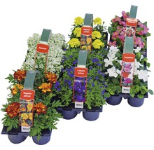 Verschiedene Sommerblumen in einer Anzuchtplatte.