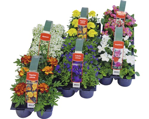 Verschiedene Sommerblumen in einer Anzuchtplatte.