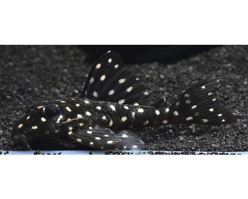 Schwarz-Weiß Gepunkteter Antennenwels im Aquarium