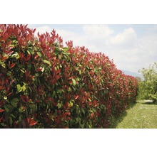 18 x Glanzmispel FloraSelf Photinia fraseri 'Red Robin' H 125-150 cm Co 15 L für ca. 7 m Hecke-thumb-3